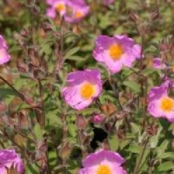 Cistus creticus