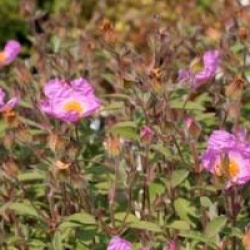 Cistus creticus