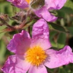 Cistus creticus