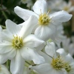  Clematis x cartmanii Avalanche � 'Blaaval' cov