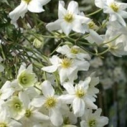  Clematis x cartmanii Avalanche � 'Blaaval' cov