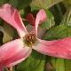 Cornus florida 'Royal Red'