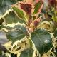 Houx Argent� Marginata