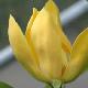 Magnolia Golden Joy