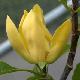 Magnolia Golden Joy