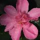 Cam�lia d'automne Elfin Rose