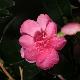 Cam�lia d'automne Elfin Rose