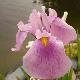 Iris laevigata Rose Queen