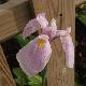 Iris laevigata Rose Queen