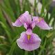 Iris laevigata Rose Queen