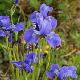 Iris de Sib�rie Ewen