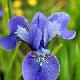 Iris de Sib�rie Ewen