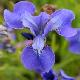 Iris de Sib�rie Ewen