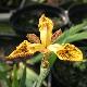 Iris des marais Tiger Brother