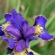 Iris de Sib�rie Golden Edge