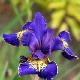 Iris de Sib�rie Golden Edge