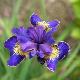 Iris de Sib�rie Golden Edge