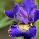 Iris de Sib�rie Golden Edge