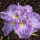 Iris kaempferi Ideal