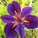 Iris de Louisiane