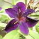 Iris de Louisiane