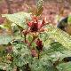 Calycanthe � fleur rouges