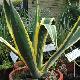 Agave am�ricaine panach�
