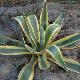 Agave am�ricaine panach�