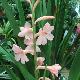 Watsonia � fleurs roses