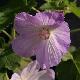 Abutilon mauve