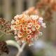 Buddleia Moonlight