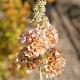 Buddleia Moonlight