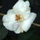 Cam�lia Cornish Snow