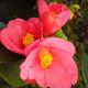 Cam�lia champ�tre Cornish Spring