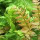 Dryopteris erythrosora