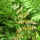 Dryopteris erythrosora