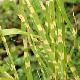 Miscanthus Zebrinus