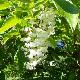 Pterostyrax de Chine
