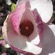 Magnolia Lennei