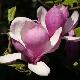 Magnolia Lennei