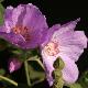 Abutilon mauve