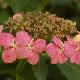 Hortensia � fleurs plates Tokyo Delight