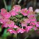 Hortensia � fleurs plates Tokyo Delight