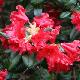 Rhododendron nain Scarlet Wonder