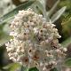 Buddleia Silver Anniversary �