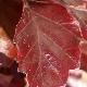 H�tre pourpre nain