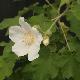Abutilon vitifolium � fleur blanche
