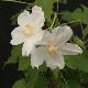 Abutilon vitifolium � fleur blanche