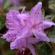 Rhododendron nain Moerheim
