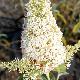 Buddleia White Profusion
